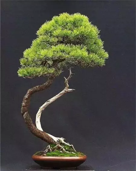 有了閱歷,才能欣賞盆景最高層次的病態美