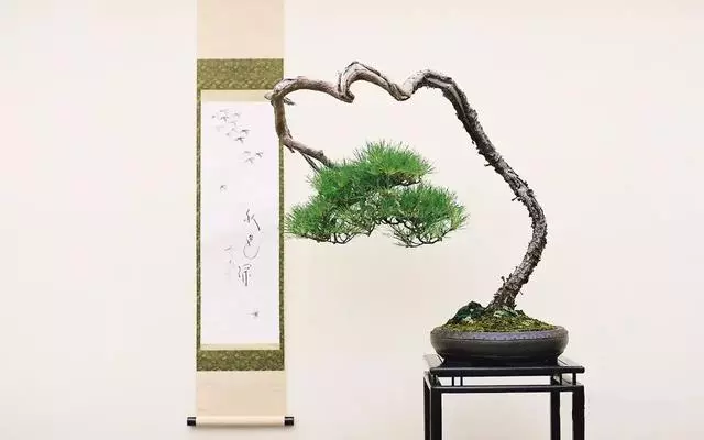有了閱歷,才能欣賞盆景最高層次的病態美