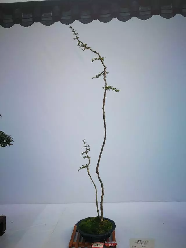 有了閱歷,才能欣賞盆景最高層次的病態美