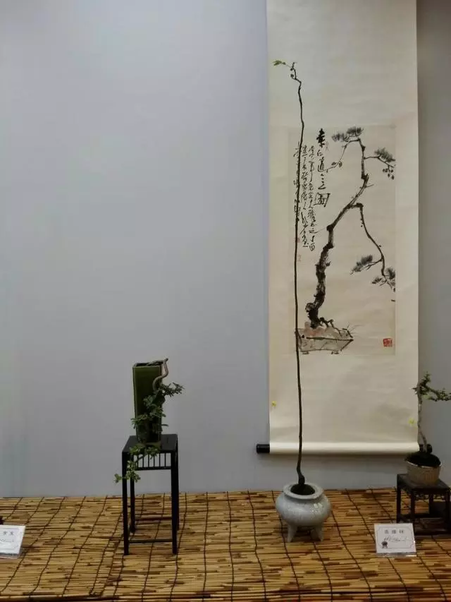 有了閱歷,才能欣賞盆景最高層次的病態美