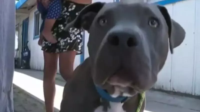 這次不咬人!隔壁失火比特犬機警刁女嬰尿布逃難