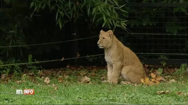 比利時動物園驚傳母獅逃出 園方緊急射殺挨轟