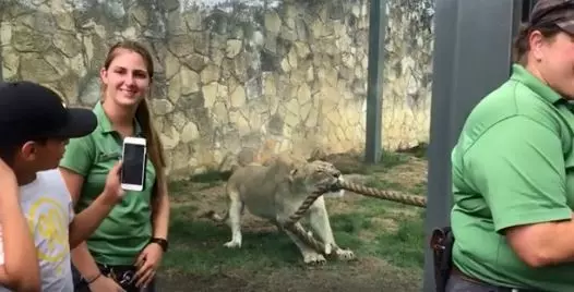 比利時動物園驚傳母獅逃出 園方緊急射殺挨轟