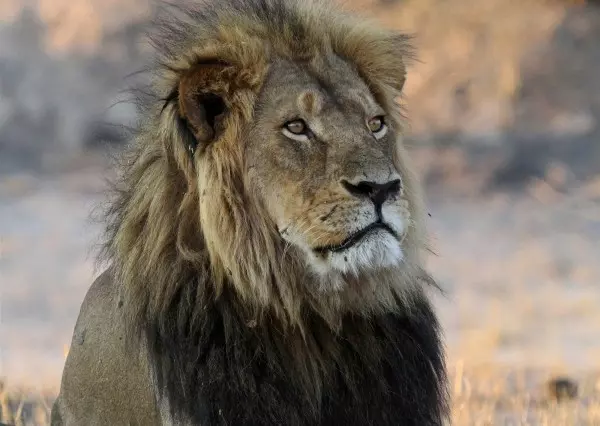 比利時動物園驚傳母獅逃出 園方緊急射殺挨轟