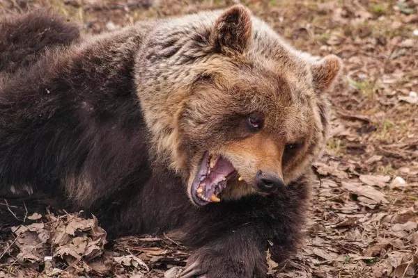 比利時動物園驚傳母獅逃出 園方緊急射殺挨轟