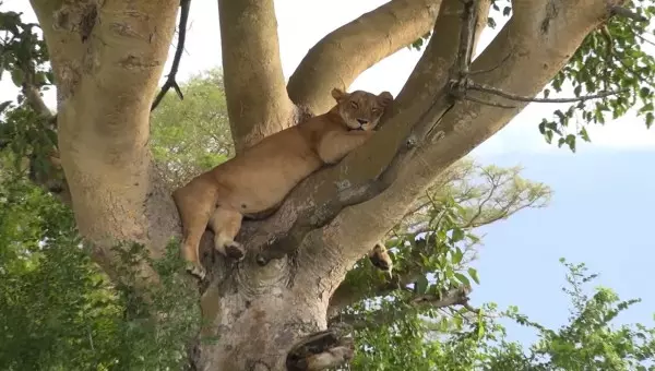 比利時動物園驚傳母獅逃出 園方緊急射殺挨轟