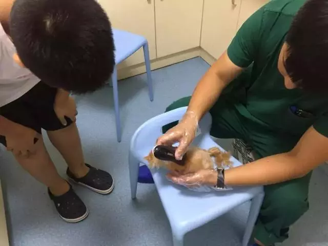 小學生用自己所有的課餘時間,七年內救助了61隻貓咪
