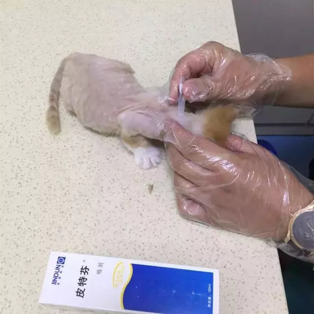 小學生用自己所有的課餘時間,七年內救助了61隻貓咪