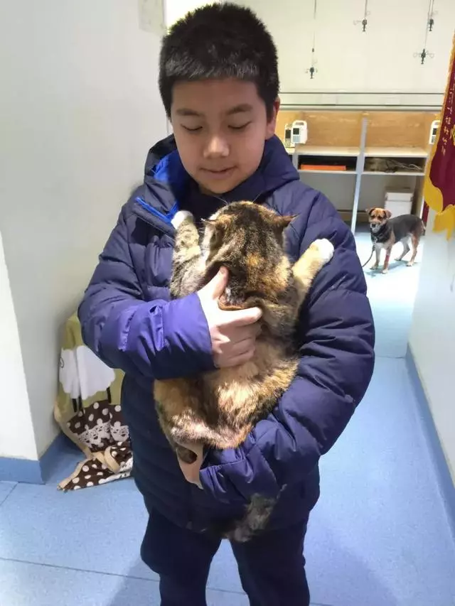 小學生用自己所有的課餘時間,七年內救助了61隻貓咪