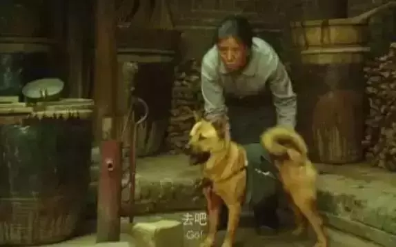 狗狗每天早上6點陪主人出攤,一份雞蛋灌餅,就能開心一整天