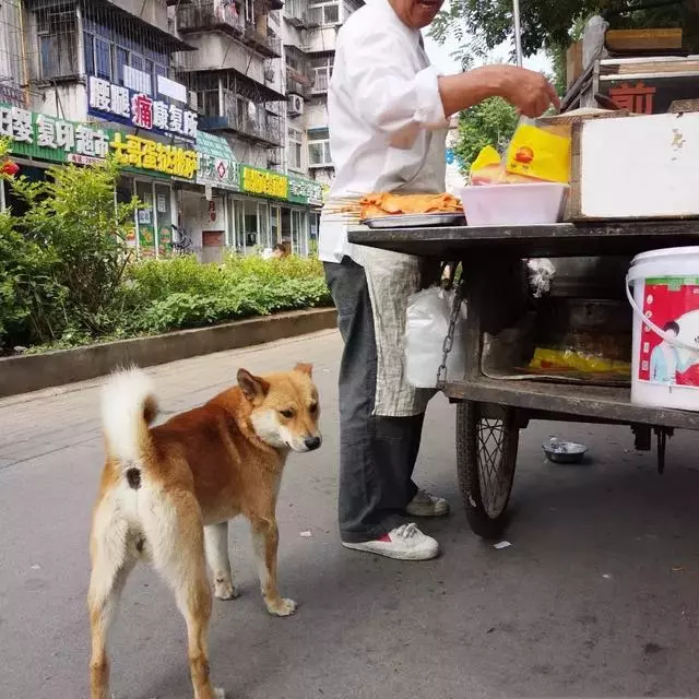 狗狗每天早上6點陪主人出攤,一份雞蛋灌餅,就能開心一整天