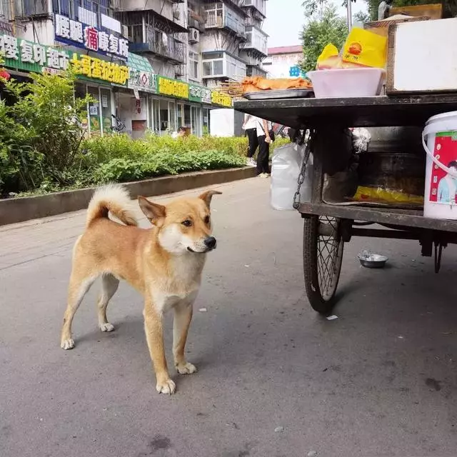狗狗每天早上6點陪主人出攤,一份雞蛋灌餅,就能開心一整天