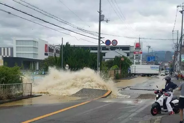 大阪6.1級大地震,京都鹿群離家出走,但貓咪等動物的表現很淡定