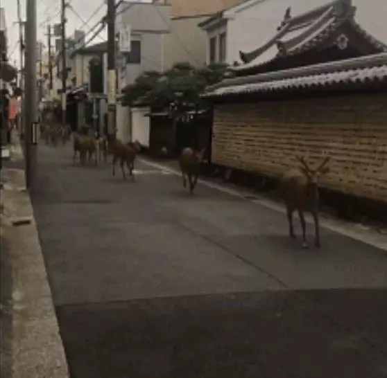 大阪6.1級大地震,京都鹿群離家出走,但貓咪等動物的表現很淡定