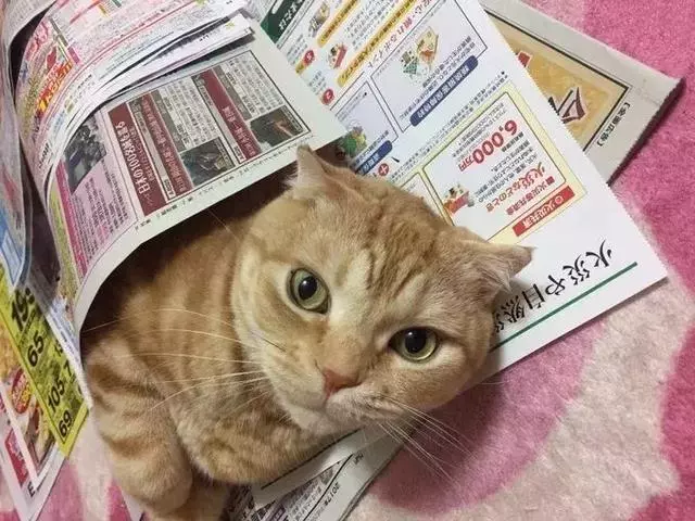 大阪6.1級大地震,京都鹿群離家出走,但貓咪等動物的表現很淡定