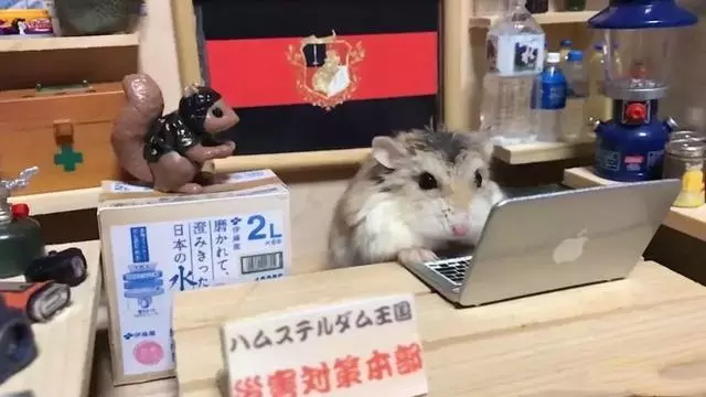 大阪6.1級大地震,京都鹿群離家出走,但貓咪等動物的表現很淡定