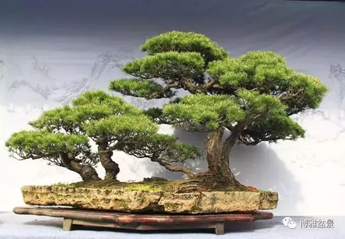 盆景創作入手巧奇布局,小中見大