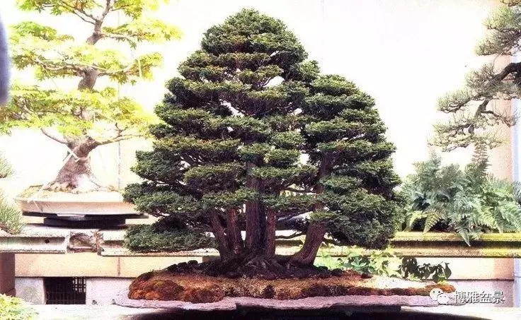 盆景創作入手巧奇布局,小中見大