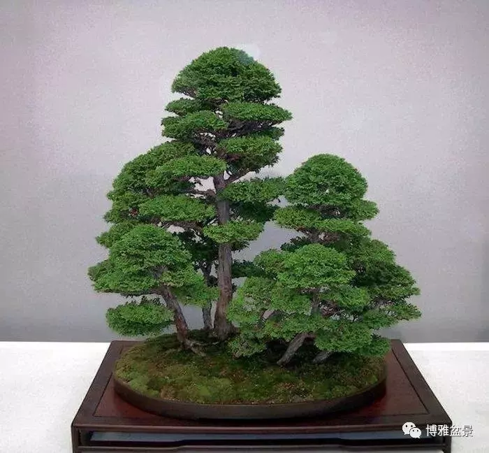 盆景創作入手巧奇布局,小中見大