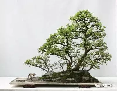 盆景創作入手巧奇布局,小中見大