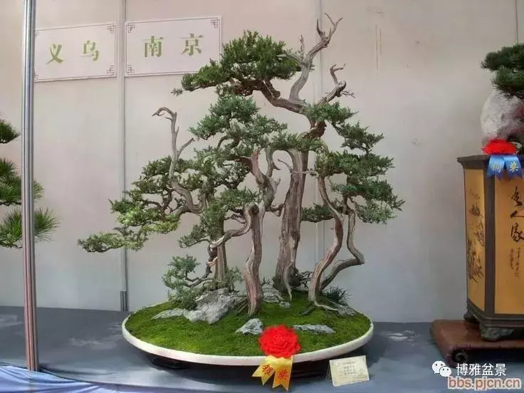盆景創作入手巧奇布局,小中見大