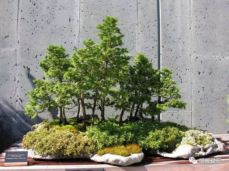 盆景創作入手巧奇布局,小中見大