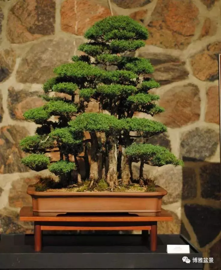 盆景創作入手巧奇布局,小中見大