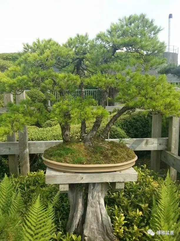 盆景創作入手巧奇布局,小中見大