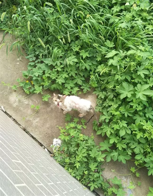 草叢裡撿了個小怪物,努力養好病一看,好美的加菲貓啊