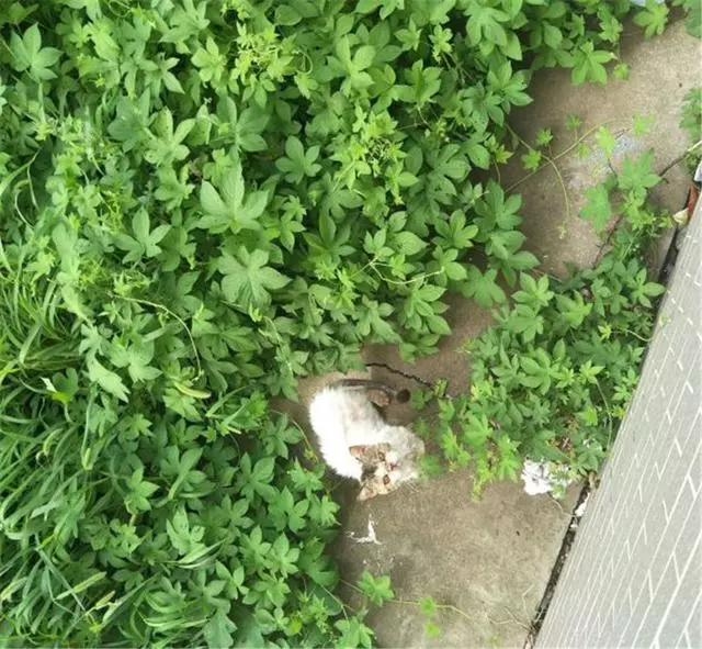 草叢裡撿了個小怪物,努力養好病一看,好美的加菲貓啊