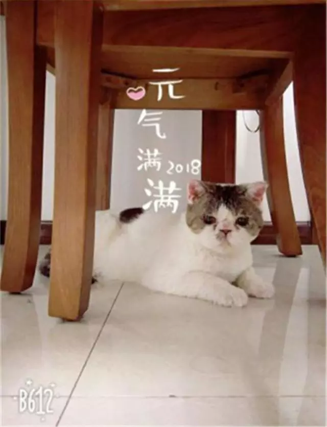 草叢裡撿了個小怪物,努力養好病一看,好美的加菲貓啊