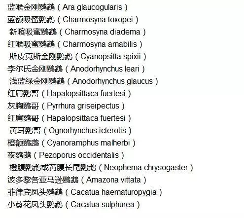 鸚鵡中的哈士奇,總是在作死邊緣徘徊的鸚鵡,這種鸚鵡沒滅絕是奇蹟