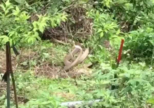 菜園被壓壞 陽明山住家窗外驚見2條大蛇