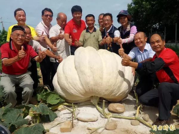 新南瓜王全蔣清 種出925斤大南瓜破全國紀錄!