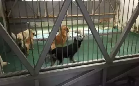 日本用冰冷的手段讓城市沒有流浪狗,德國用政策保護動物