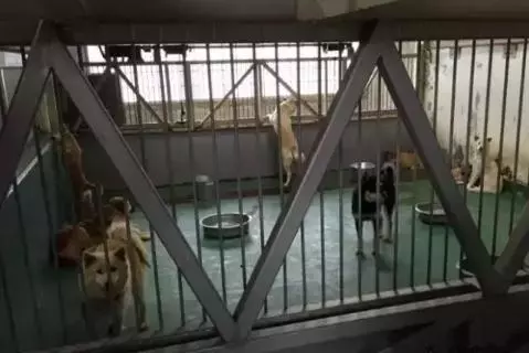 日本用冰冷的手段讓城市沒有流浪狗,德國用政策保護動物