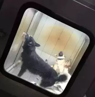 日本用冰冷的手段讓城市沒有流浪狗,德國用政策保護動物