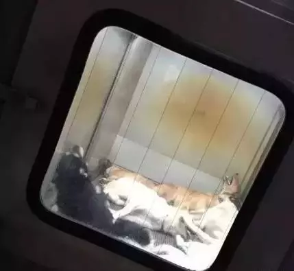 日本用冰冷的手段讓城市沒有流浪狗,德國用政策保護動物