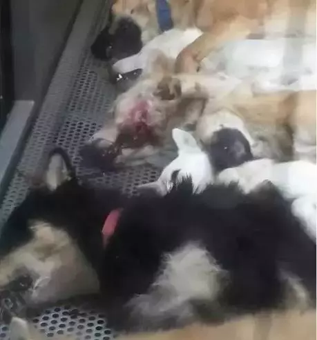 日本用冰冷的手段讓城市沒有流浪狗,德國用政策保護動物