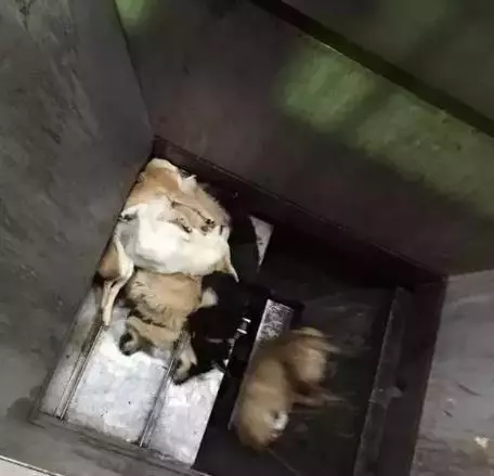 日本用冰冷的手段讓城市沒有流浪狗,德國用政策保護動物