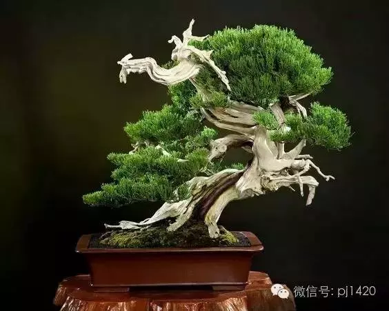 奇妙的舍利製作之談