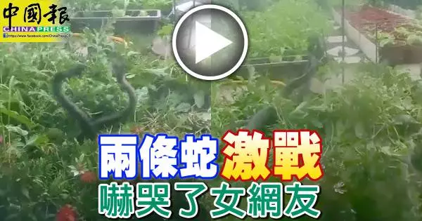 兩條巨蛇「激戰」 嚇哭了女網友