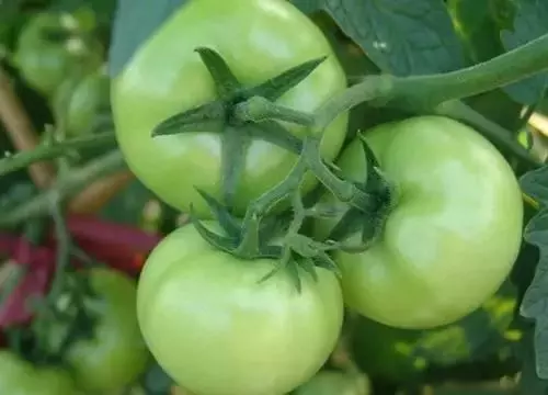 蔬菜生吃好、還是炒熟了吃好?營養師:4種蔬菜生吃小心食物中毒