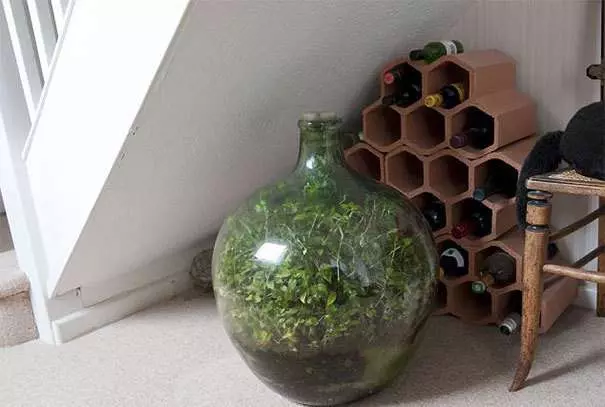 他在密封玻璃瓶中種上植物 58年後成「全球最小生態系」 超神奇