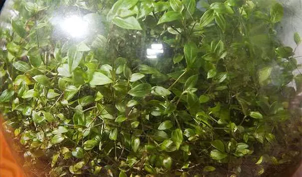 他在密封玻璃瓶中種上植物 58年後成「全球最小生態系」 超神奇