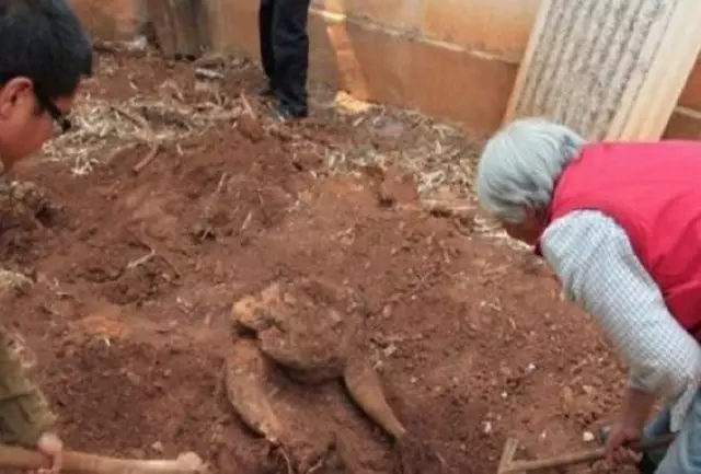 男子在自家菜園挖土竟挖出如「巨型烏龜的樹根」,他將照片Po上網詢問來歷,行家一看驚嘆連連:「你發了」!