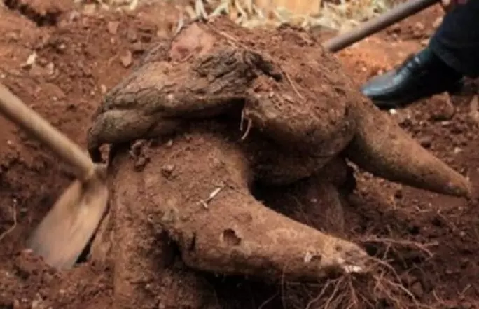 男子在自家菜園挖土竟挖出如「巨型烏龜的樹根」,他將照片Po上網詢問來歷,行家一看驚嘆連連:「你發了」!