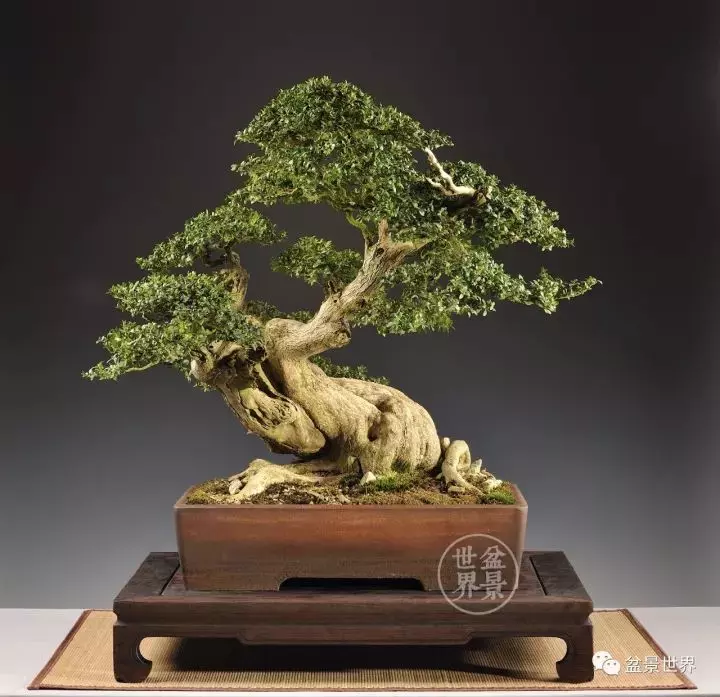比利時盆景作品大賞