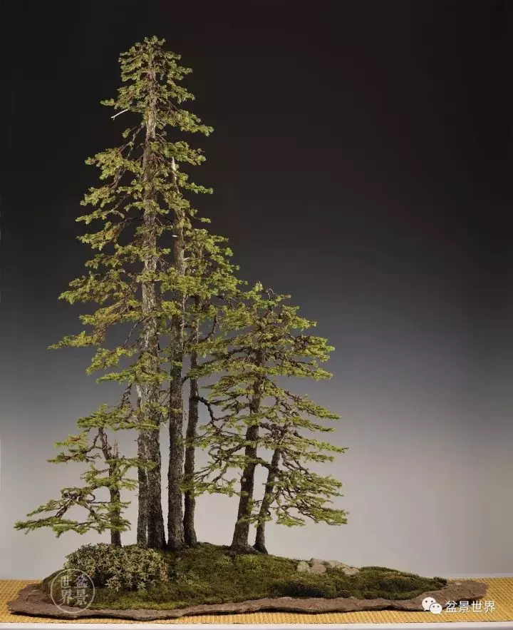 比利時盆景作品大賞