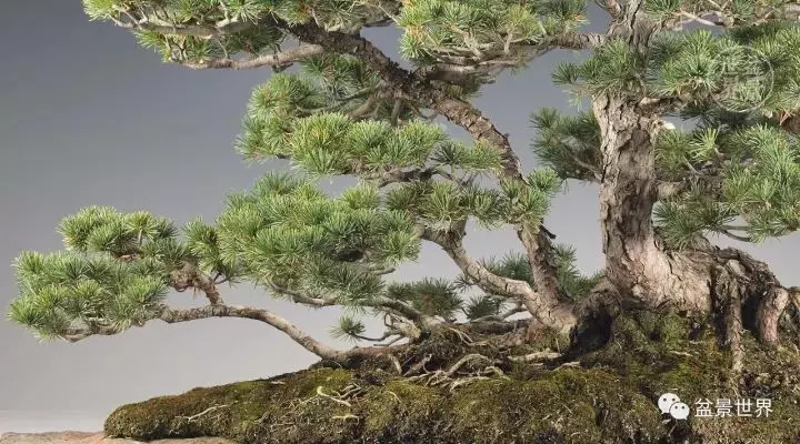 比利時盆景作品大賞